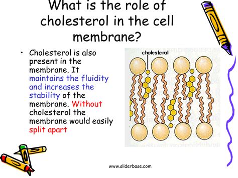How Much Cholesterol In Cell Membrane Simple Functions And Diagram