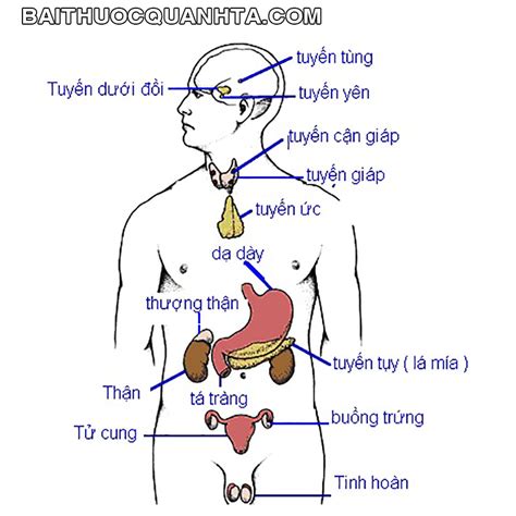 Xoa Bóp Các Tuyến Và Cơ Quan Giúp Cơ Thể Khỏe Mạnh