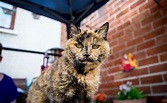 World's oldest living cats & how to tell if your cat will be one. - Modkat