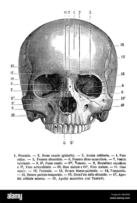 Vintage Illustration Of Anatomy Human Skull Frontal View Anatomical