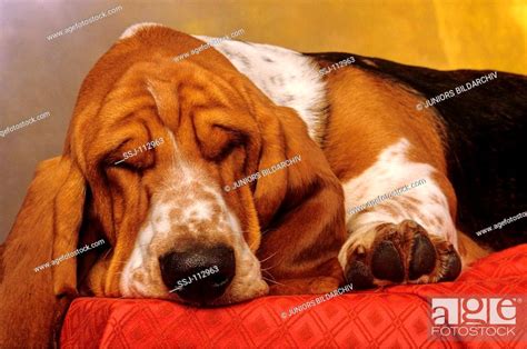 Basset Hound Sleeping Stock Photo Picture And Rights Managed Image