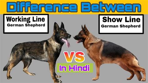 Difference Between Working Line And Show Line German Shepherd In