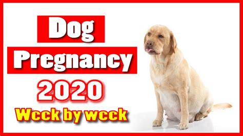 Dog Pregnancy Week By Week With Images And Symptoms Dog Health Tips