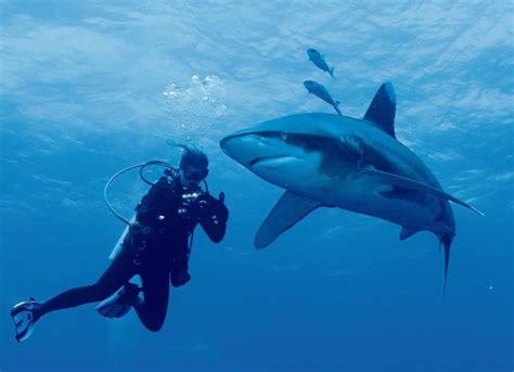 The Marine Biologist On A Mission To Change The Image Of Sharks