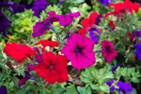Every garden deserves a form of the heirloom summer phlox. 16 Stunning Perennial Flowers that Bloom All Summer - Home ...