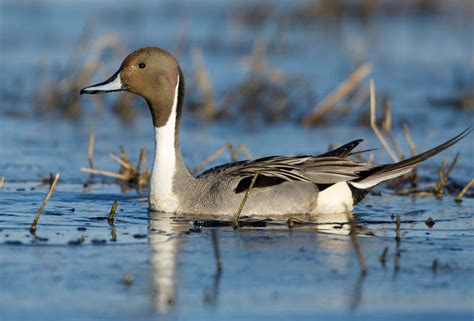 Delta Waterfowl Research Spans North America