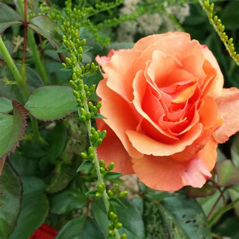 Beautiful Annas Promise Rose From Downton Abbey Rose Garden Flowers