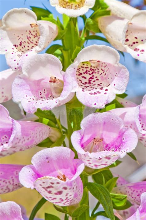 Foxglove Flower Stock Photo Image Of Natural Pink White 6087774