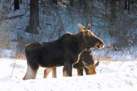 “moose Sex Project” Gives Canadian Moose A Red Light District Grist