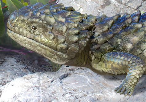 Meet The Biggest And Most Bizarre Skink Ever Found In Australia It