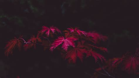 Cool red and black wallpapers hd high resolution wallpaper. Red Leaves 4k, HD Nature, 4k Wallpapers, Images ...