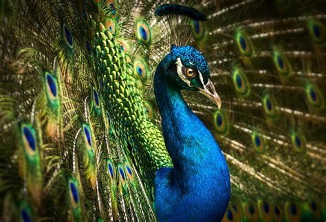 Peacock beauty - bird portrait Photograph by Carolyn Smith