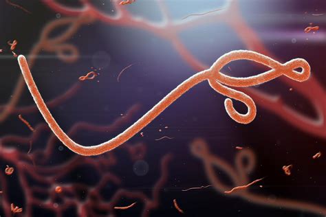 The Next Pandemic Ebola