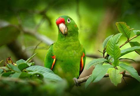 Interesting Information And Facts About Parrot For Kids
