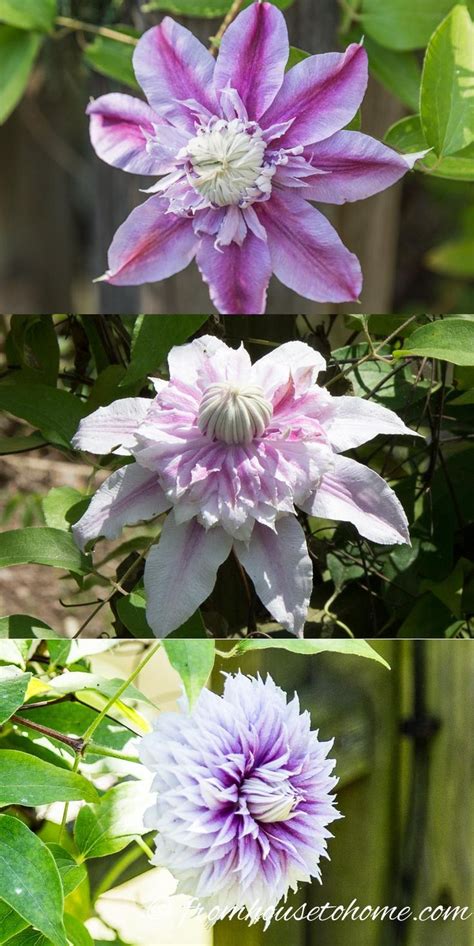 How To Grow Clematis With Big Beautiful Blooms If You Are Looking For