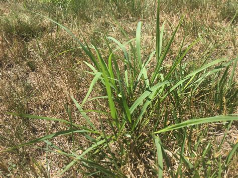 Grassy Weed That I Have No Idea What It Is Lawnsite Is The Largest