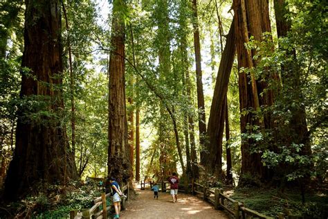 8 Places To See Redwoods Near San Francisco That Arent Muir Woods