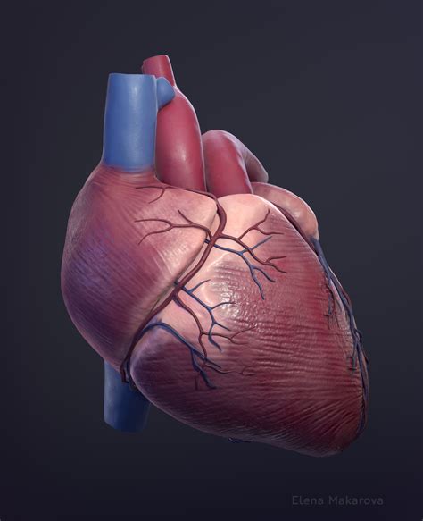 Artstation Human Heart Anatomy Model