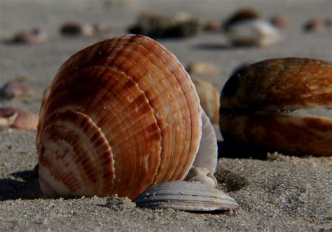 Free Images Beach Food Seafood Fauna Invertebrate Seashell Clam