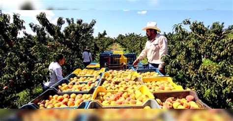 Mantienen Actividades Agrícolas Productivas Imagen Zacatecas