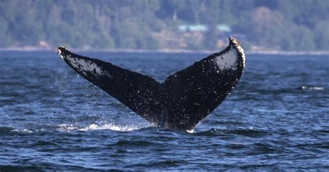 Record Breaking Year For Whale Sightings In Salish Sea The Seattle Times