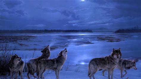 Wolves On Winter Night Hd Wallpaper Background Image 1920x1080 Id