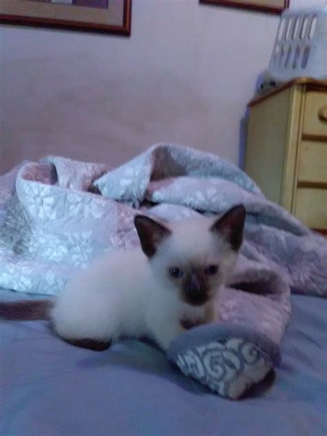Balinese Cats For Sale Hammond In 280627 Petzlover