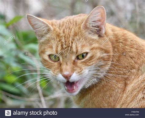 Closeup Image Of A Domestic Cat With Open Mouth Meowing Stock Photo