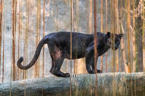 A Black Panther Is The Melanistic Color Variant Of Big Cat