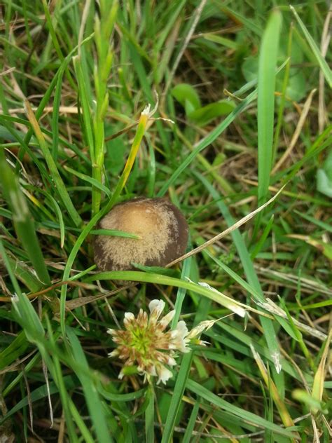 ID for brown mushrooms on lawn in my yard - Mushroom Hunting and Identification - Shroomery ...