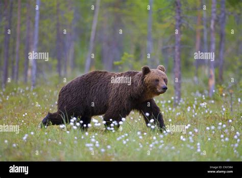 European Brown Bear Ursus Arctos Arctos European Brown Bear In