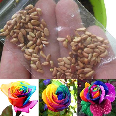 100 Seeds Rare Holland Rainbow Rose Flowers Lover Potted