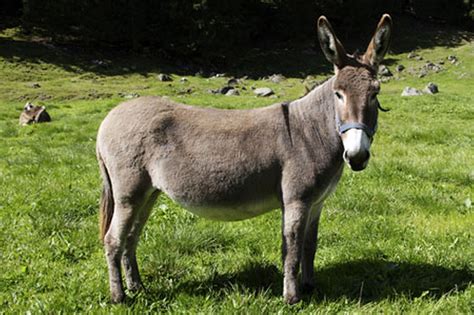 Donkey Facts About Donkeys Passnownow