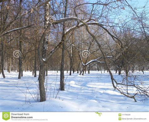 Tree Arc In The Winter Park Stock Image Image Of Birches Going