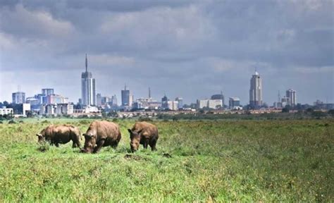 Nairobi National Park Half Or Full Day Private Layover Tour Getyourguide