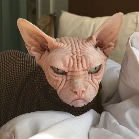 Meet Loki The Worlds Grumpiest Sphynx Cat Who Looks Like Hes Judging