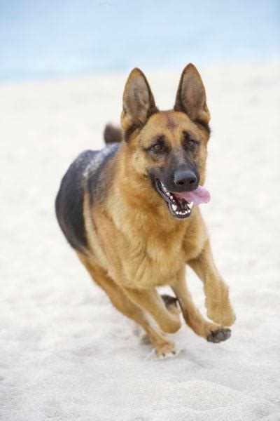 How Fast A German Shepherd Can Run Annie Many