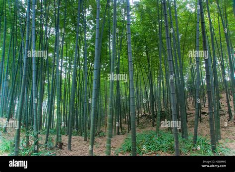 Landscape Of Bamboo Forest In Sichuan Bamboo Sea Taken In Sichuan