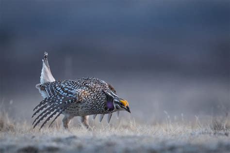 Sharp Tailed Grouse Yet Another Native Species In Need Of More Habitat