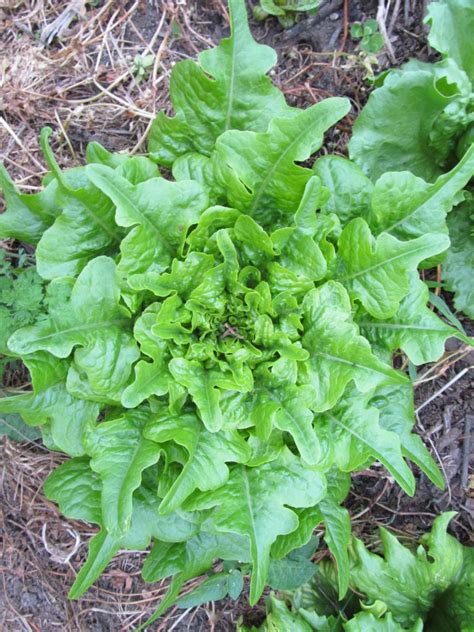 green oak leaf lettuce sacred earth seeds