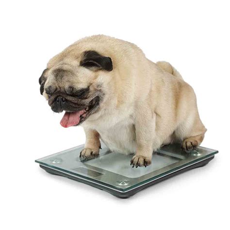 Fat Dog Why A Fat Pet Could Cost You £7000 Covered Mag