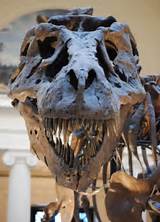 Sue Dinosaur Fossil Pictures