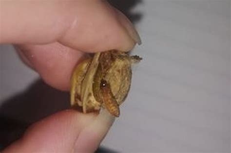 Lidl Shopper Finds Maggot Inside Pistachio Nut Cornwall Live