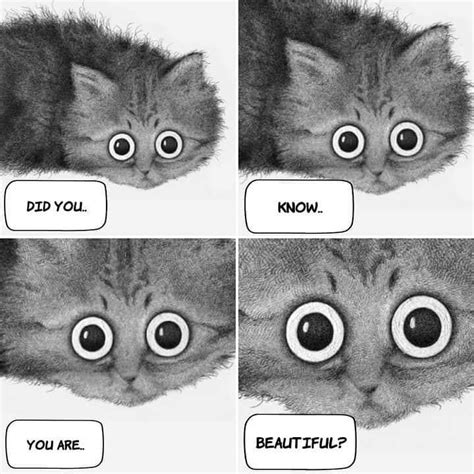 Những Meme Mèo Dễ Thương Sạch Sẽ Top Những Hình Ảnh Đáng Yêu Abettes culinary com