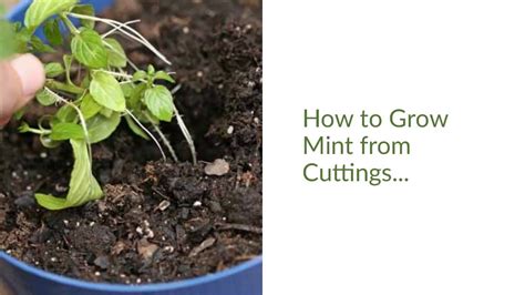 How To Grow Mint From Cuttings Youtube