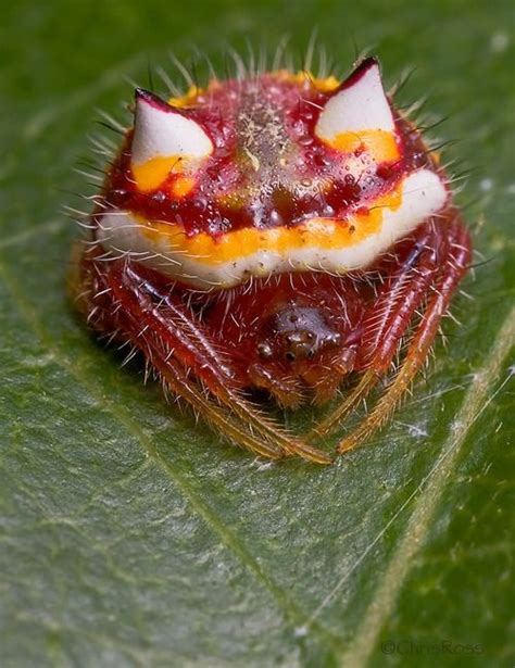 Two Horned Spider Poecilopachys Australasia Weird Creatures Spider