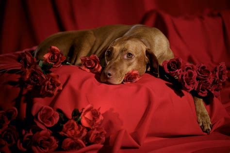 Valentine Dog Wallpapers Top Free Valentine Dog Backgrounds