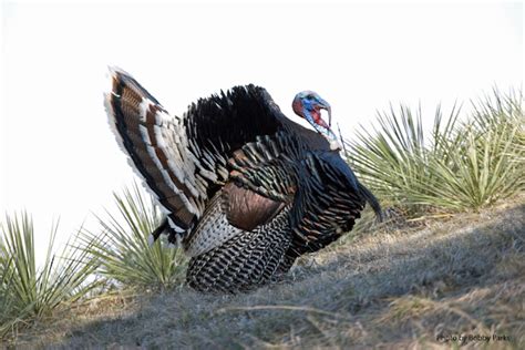 The Merriams Wild Turkey Grand Slam Network