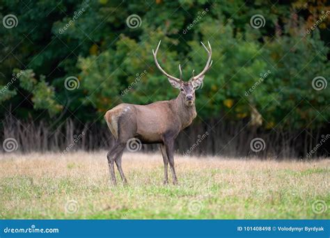 Red Deer In Mating Season Stock Photo Image Of Mammal 101408498
