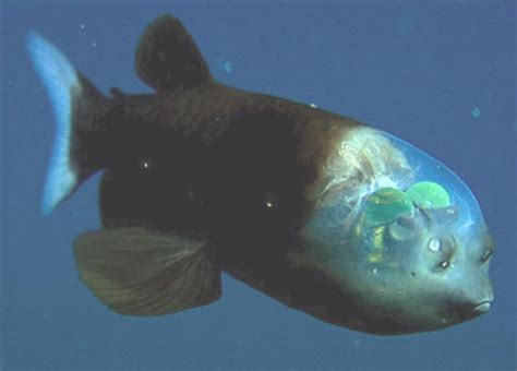 Weird Deep Sea Fish Pictures